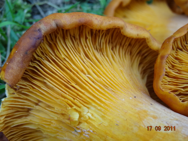 Omphalotus....